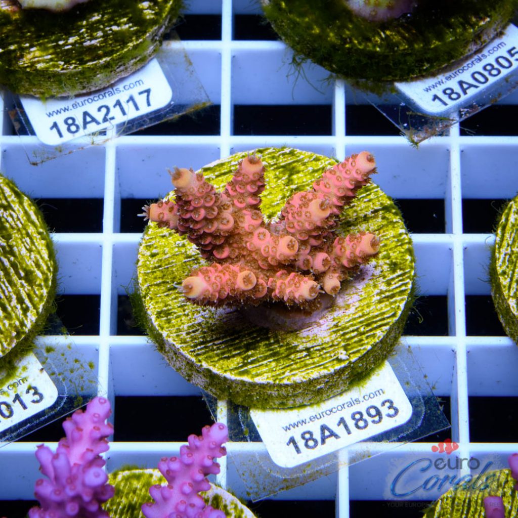 EC Ding Dang Millipora