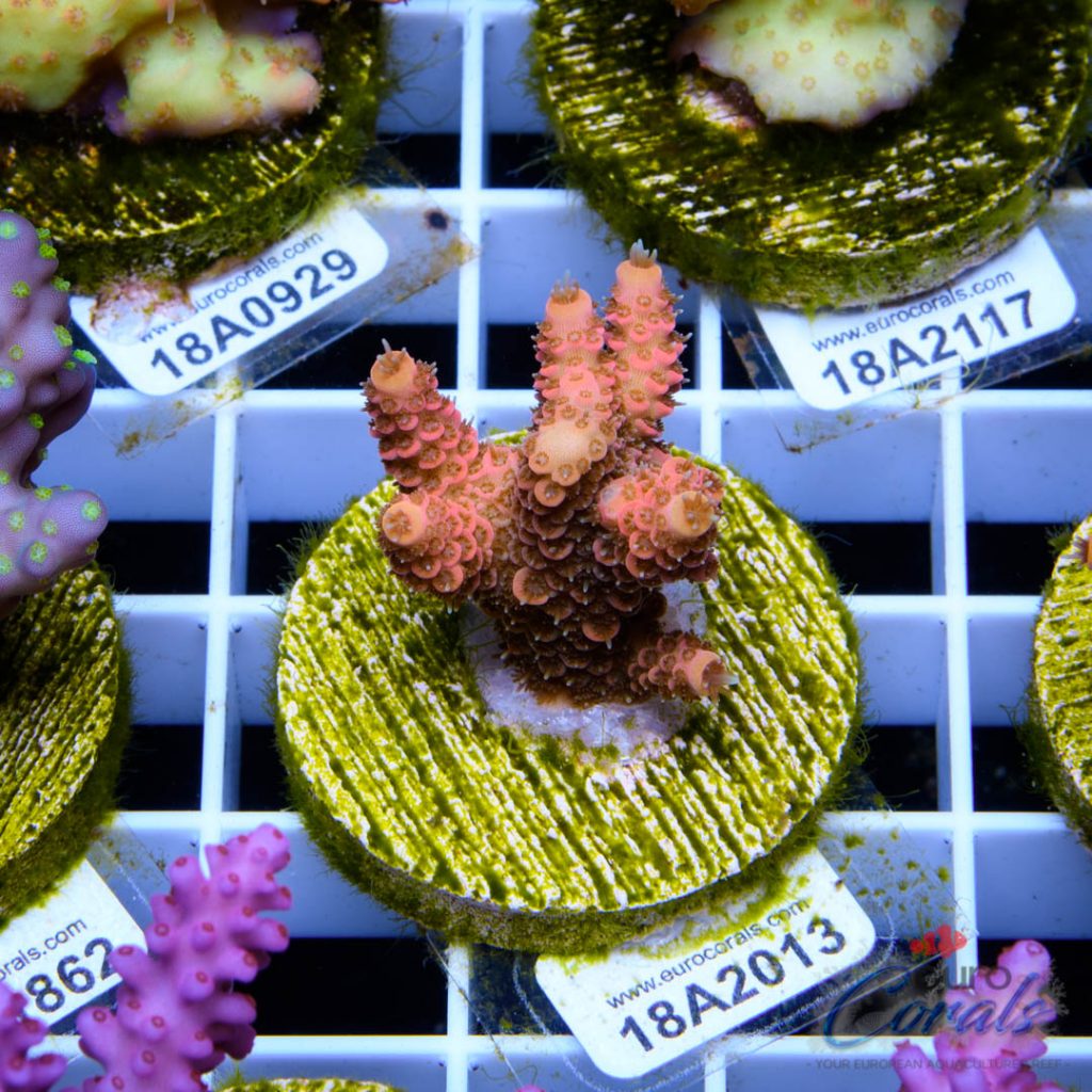 EC Ding Dang Millipora