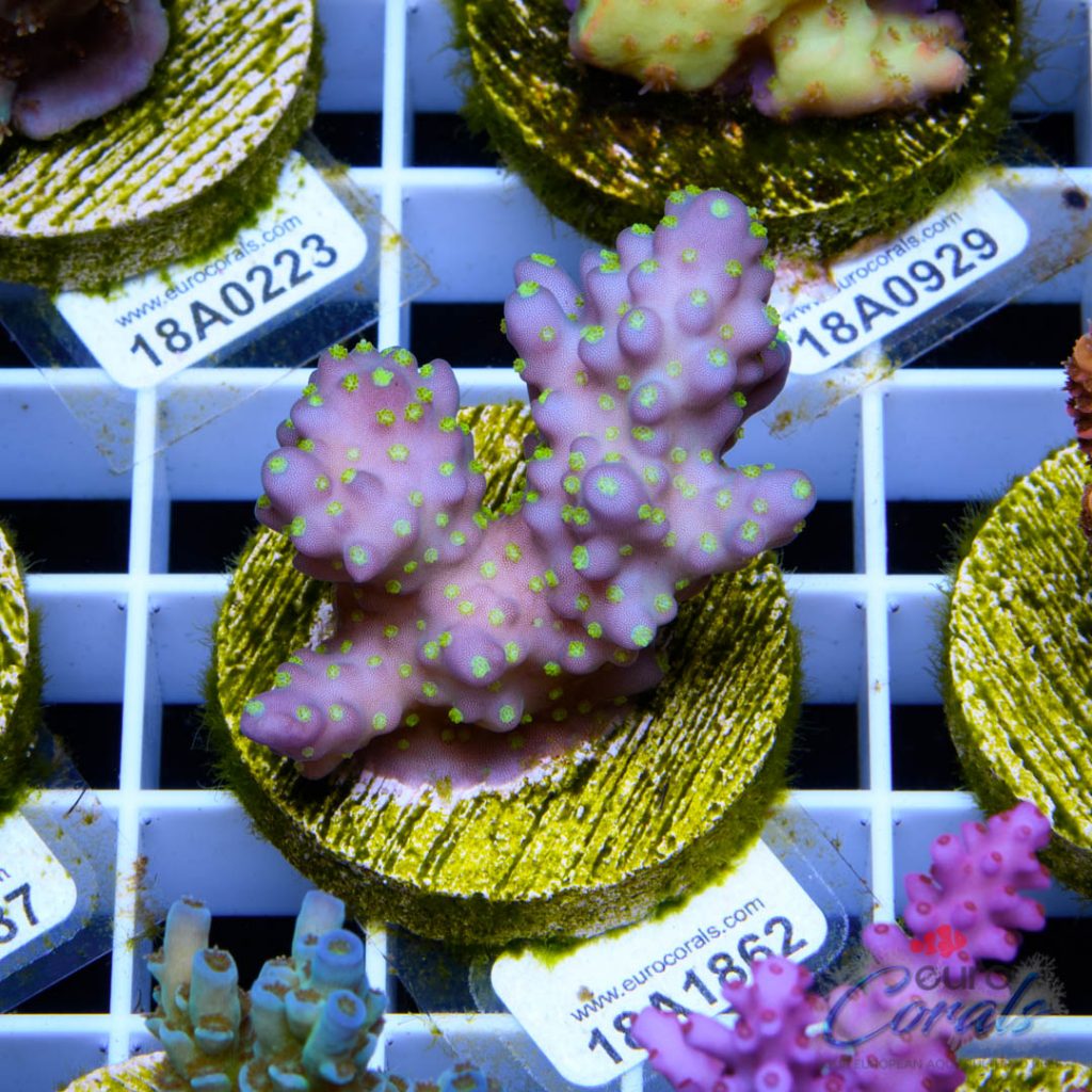 EC Garf Tri-color Fiji Acro