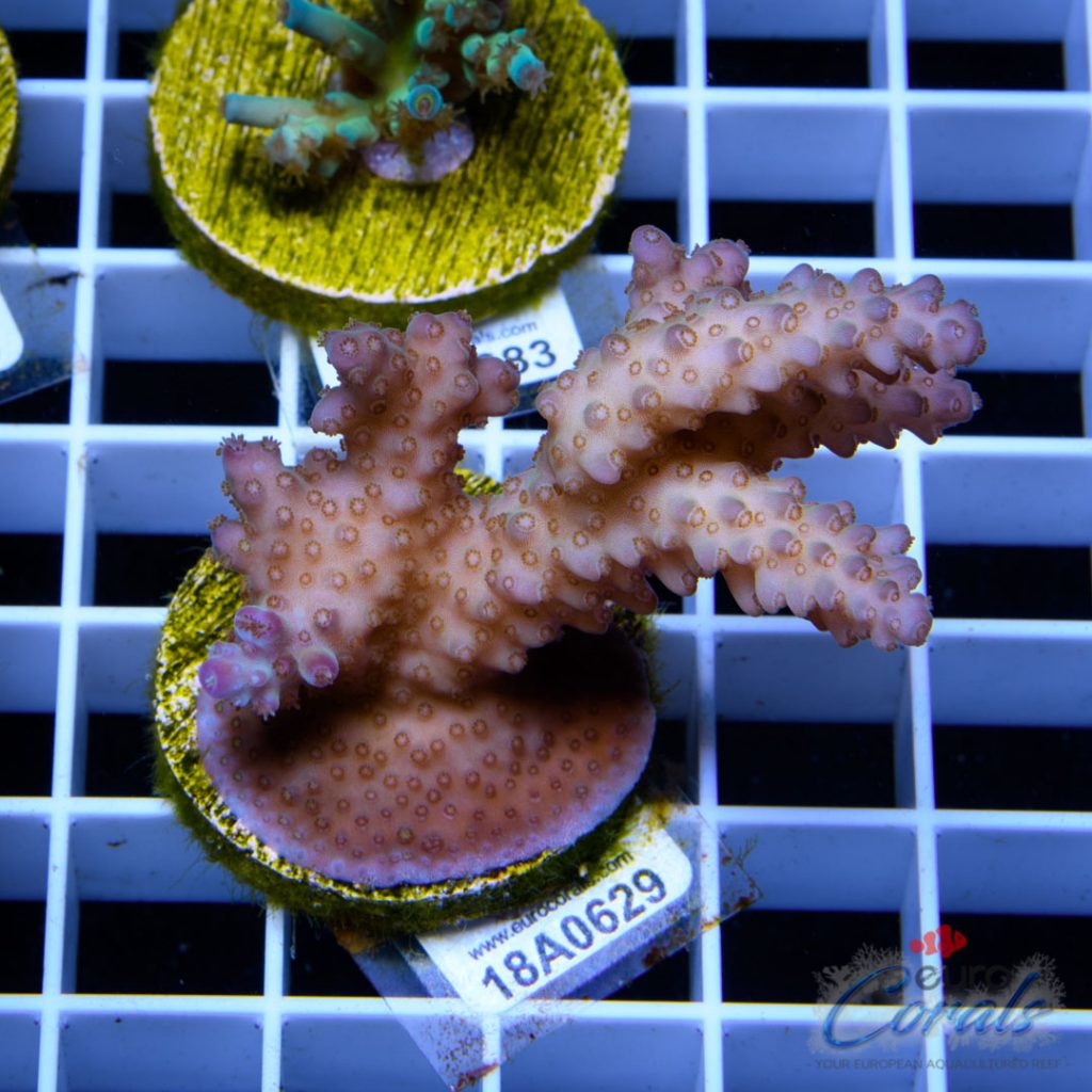 EC Ultra Rainbow Jacobyberry