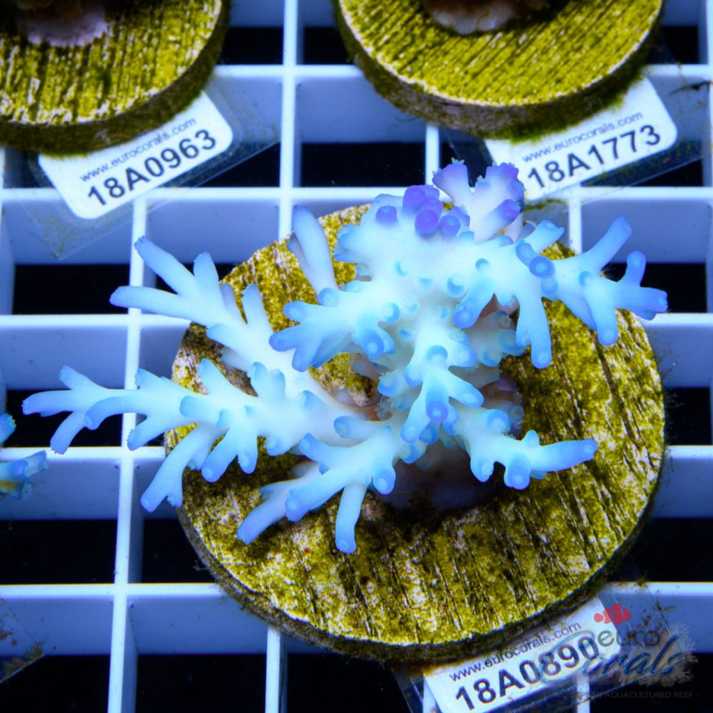 EC Icefire Echinata Boosted Blue