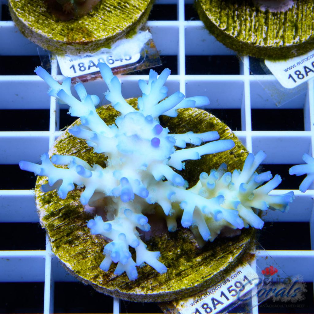 EC Icefire Echinata Boosted Blue