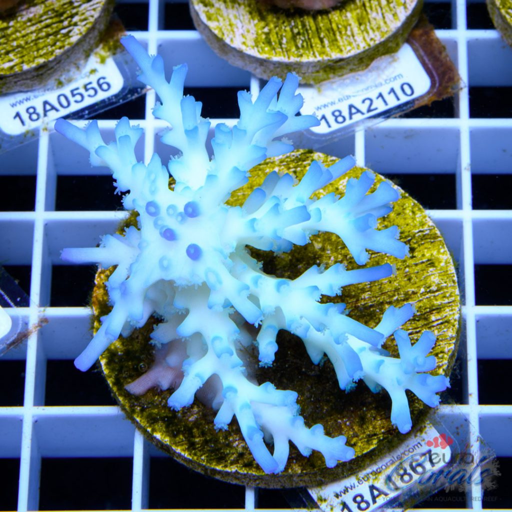 EC Icefire Echinata Boosted Blue