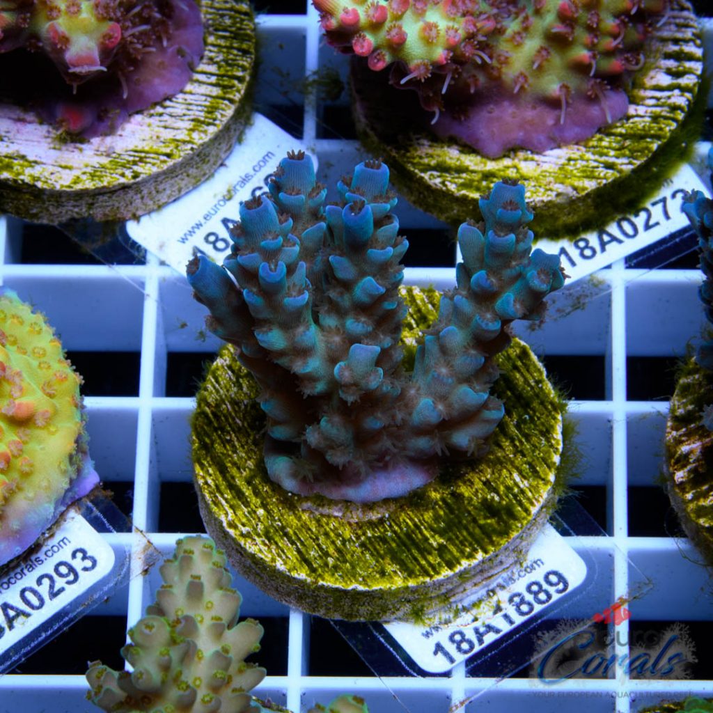 EC Banana-Boy Blue Acro RARE
