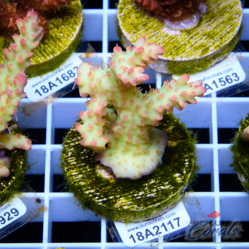 EC Ultra Pink Micro Acro