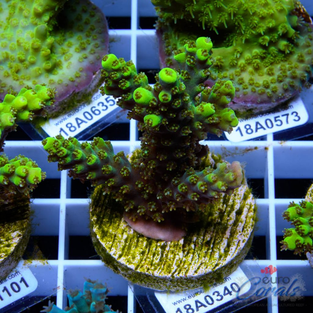 EC Green Trident Acro