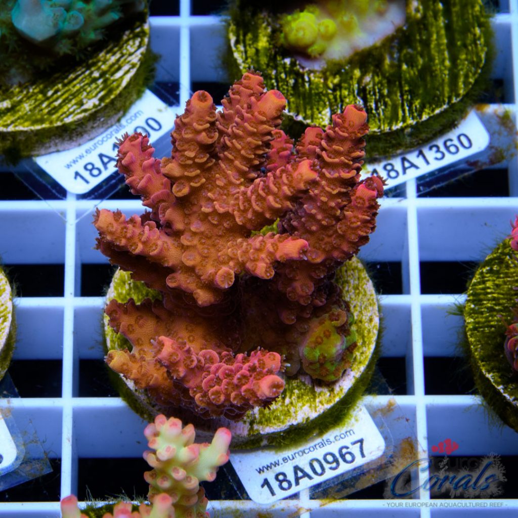 EC Blood Red Mille