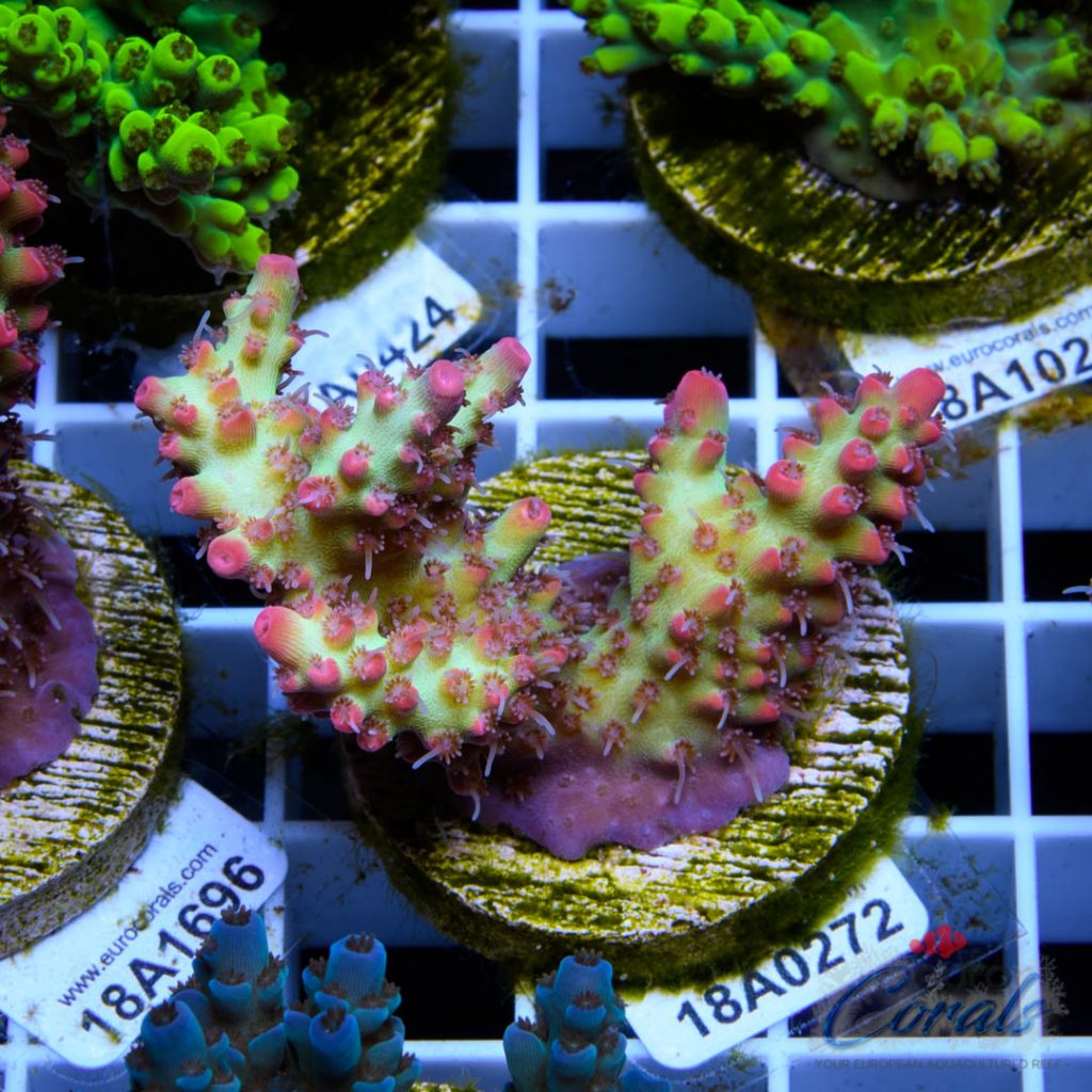 EC Blood Magik Shortcake RARE