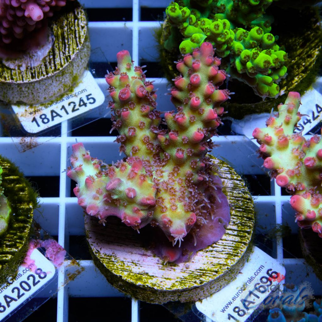 EC Blood Magik Shortcake RARE