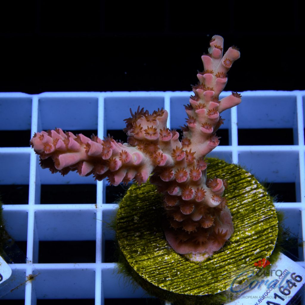 EC Cream City Pinky Acro RARE