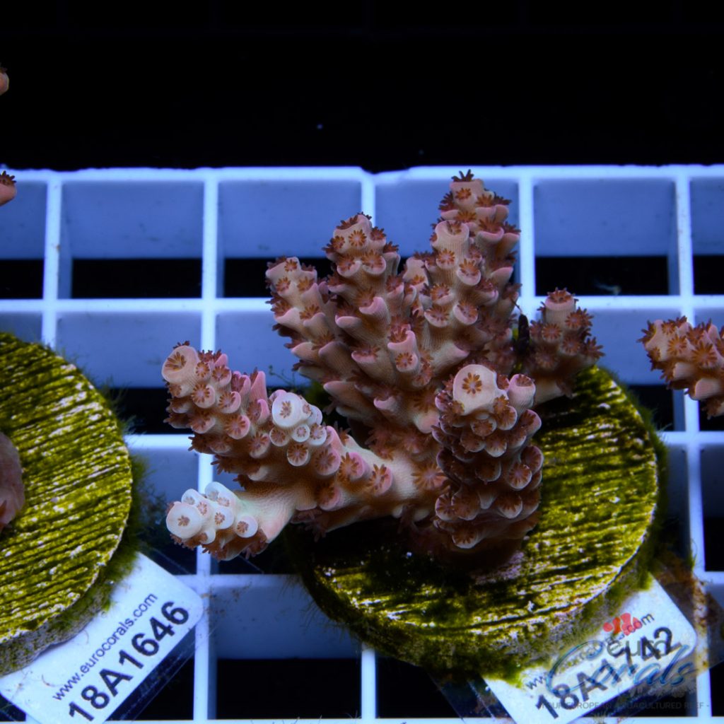 EC Cream City Pinky Acro RARE