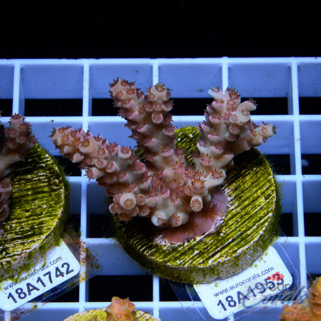 EC Cream City Pinky Acro RARE
