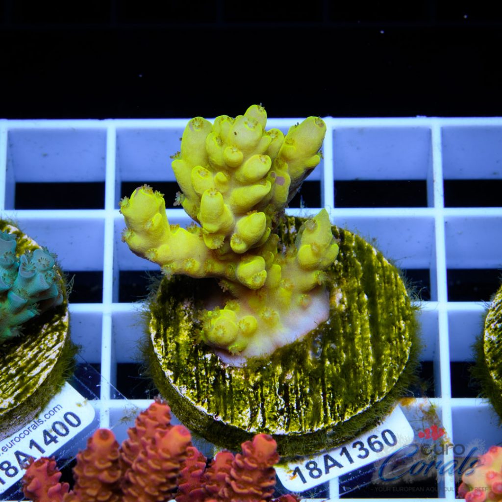 EC Super Yellow Dumbo Acro