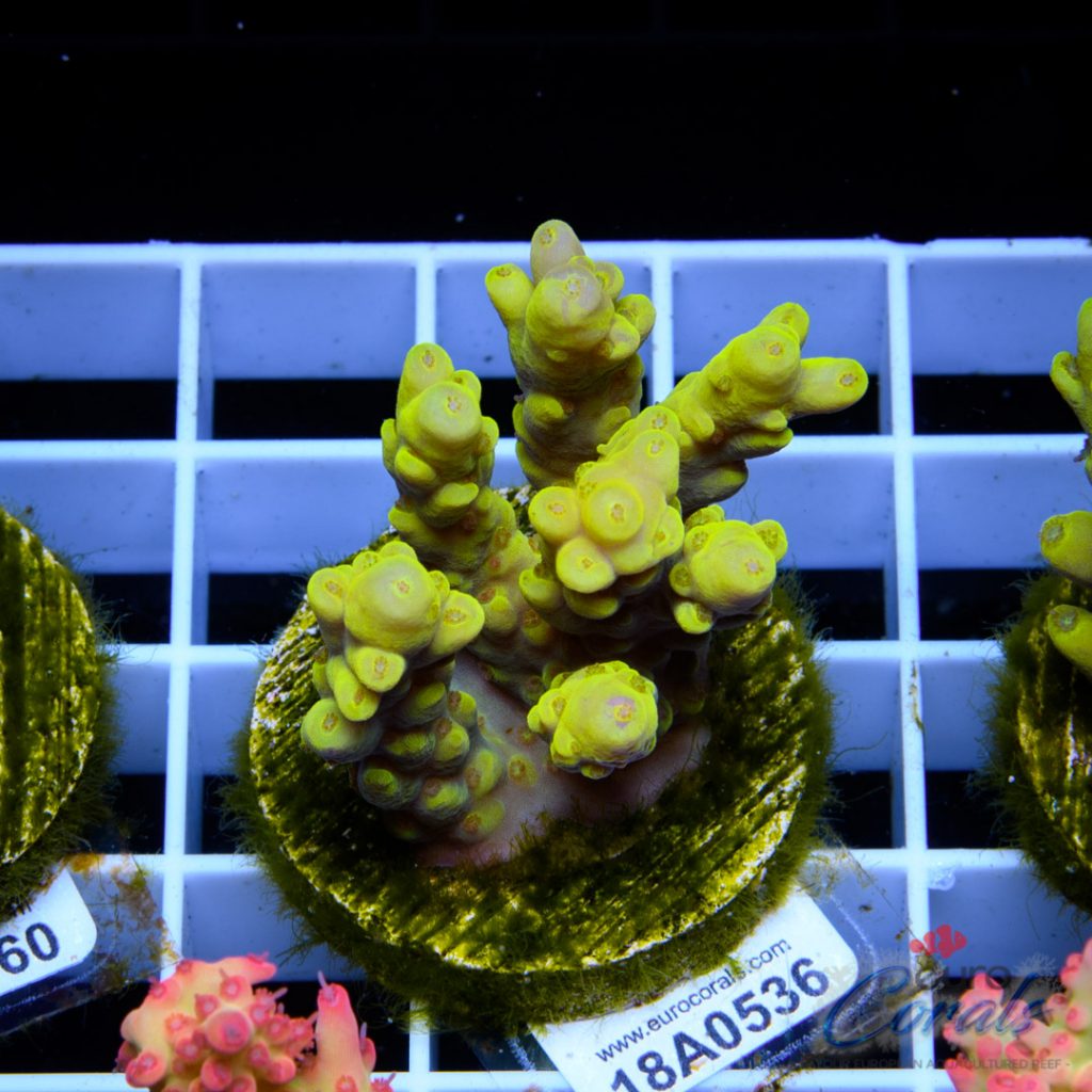 EC Super Yellow Dumbo Acro
