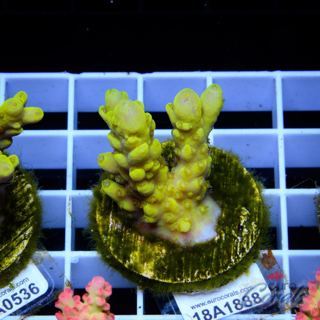 EC Super Yellow Dumbo Acro