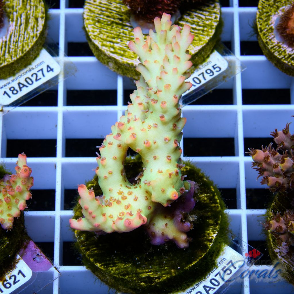 EC Ultra Pink Micro Acro