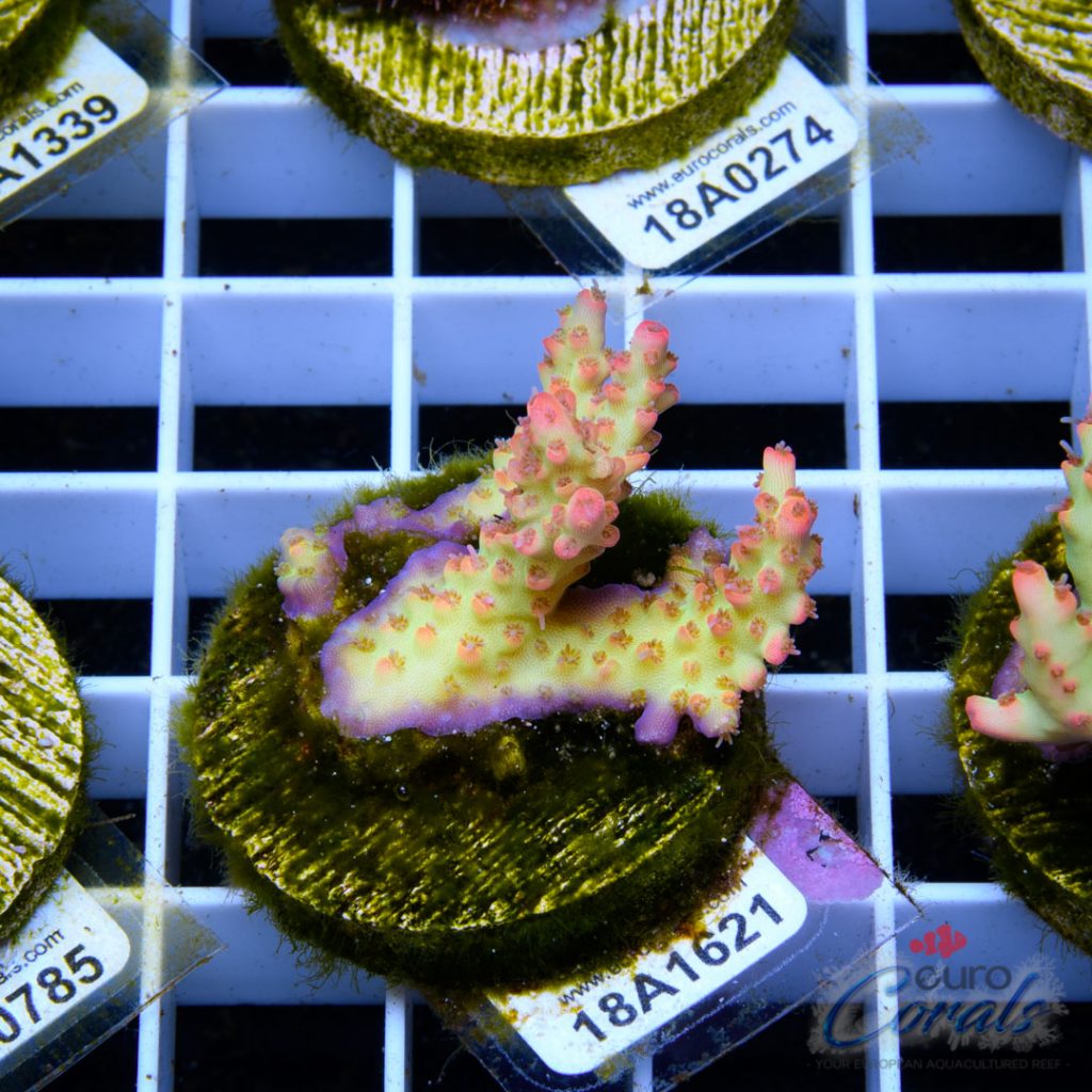EC Ultra Pink Micro Acro