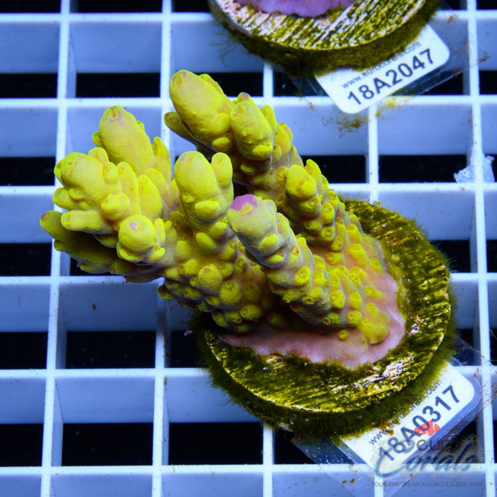 EC Super Yellow Dumbo Acro