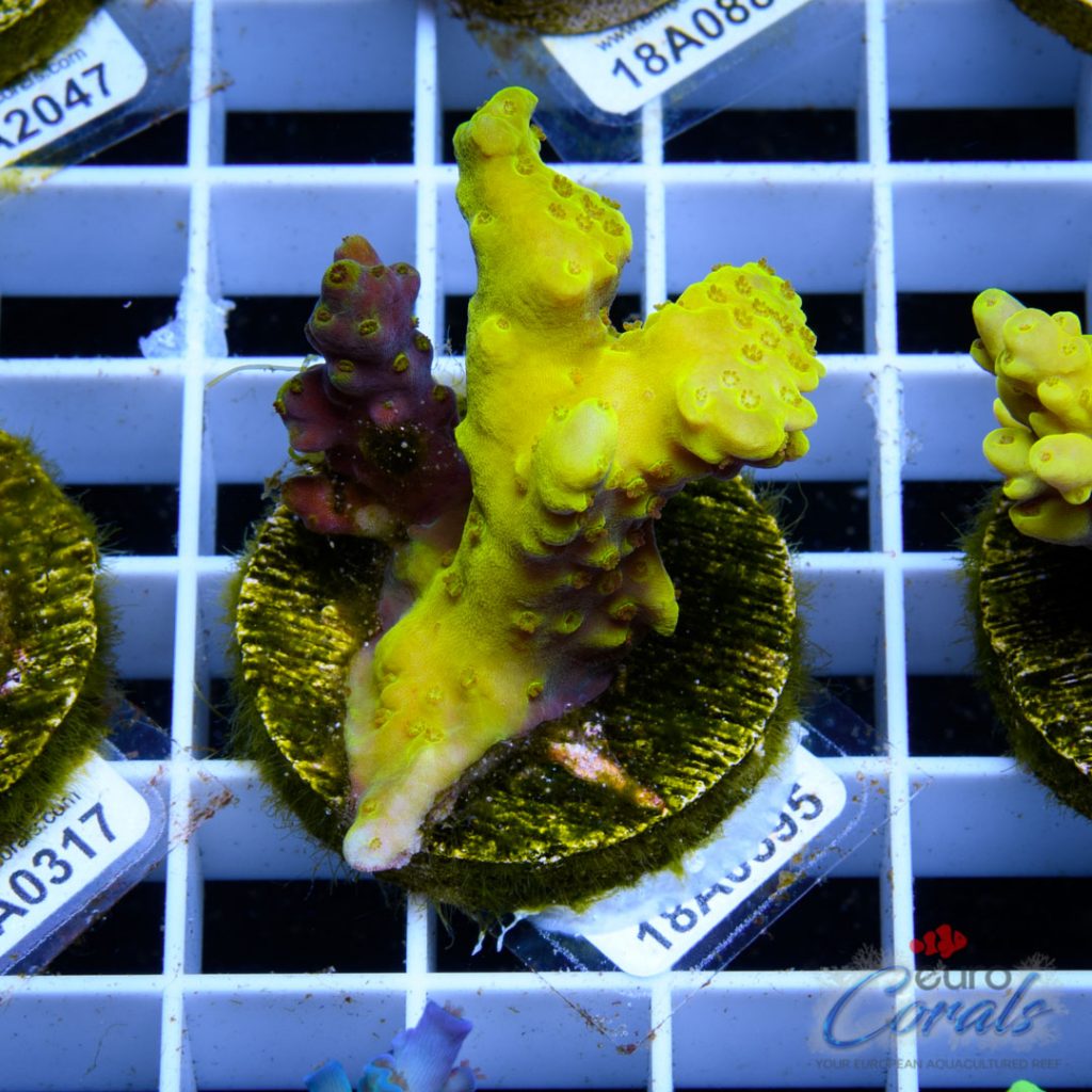 EC Super Yellow Dumbo Acro