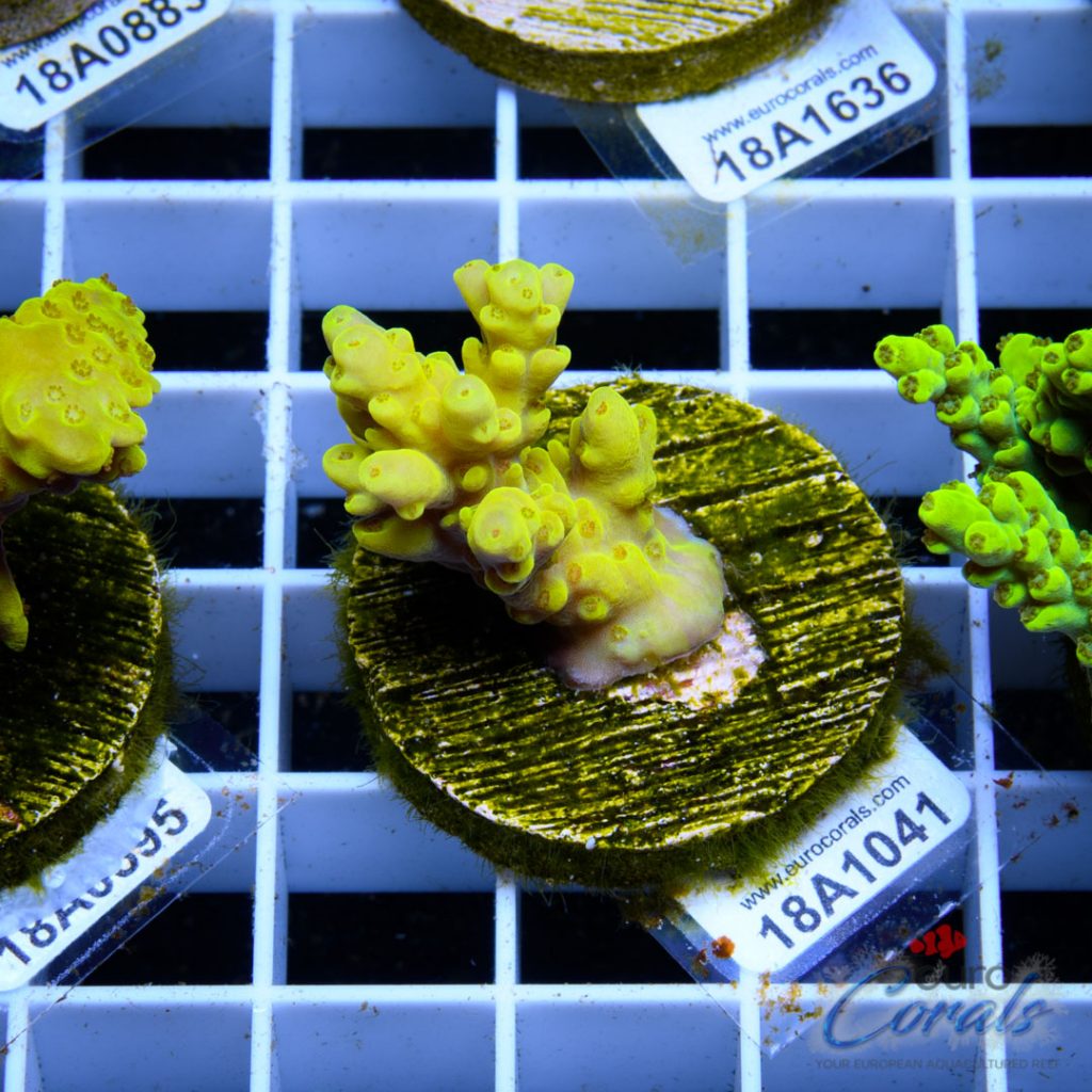 EC Super Yellow Dumbo Acro