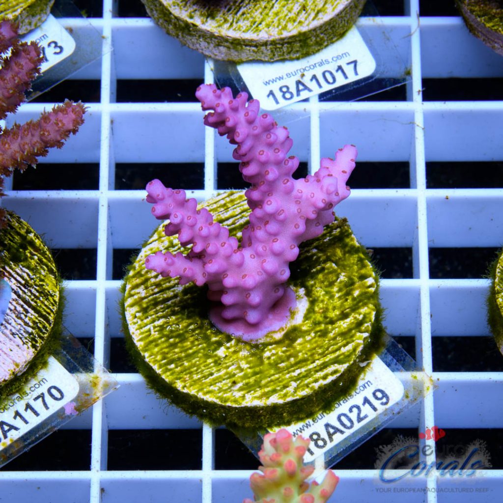 EC Pinky Wacko Acro RARE
