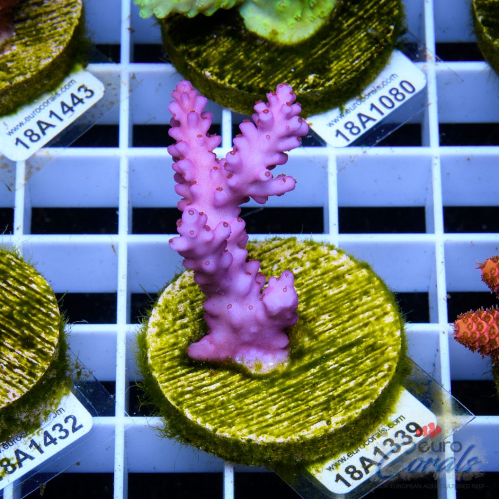 EC Pinky Wacko Acro RARE