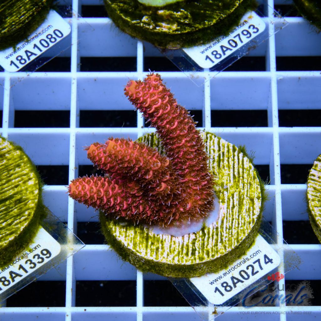 EC Pink Lemon Head Mille