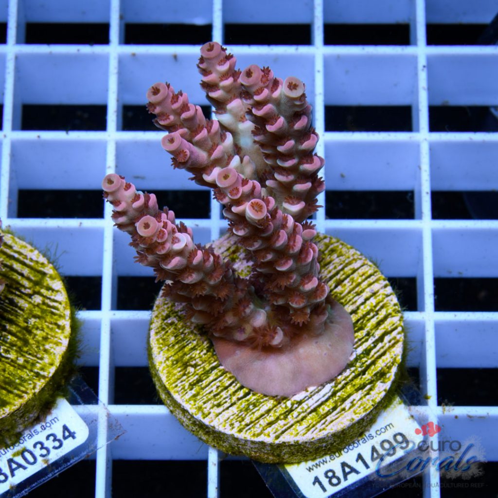 EC Cream City Pinky Acro RARE