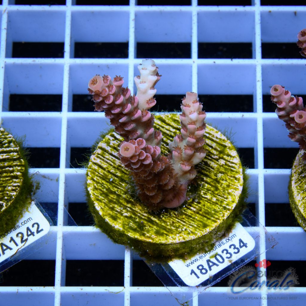 EC Cream City Pinky Acro RARE