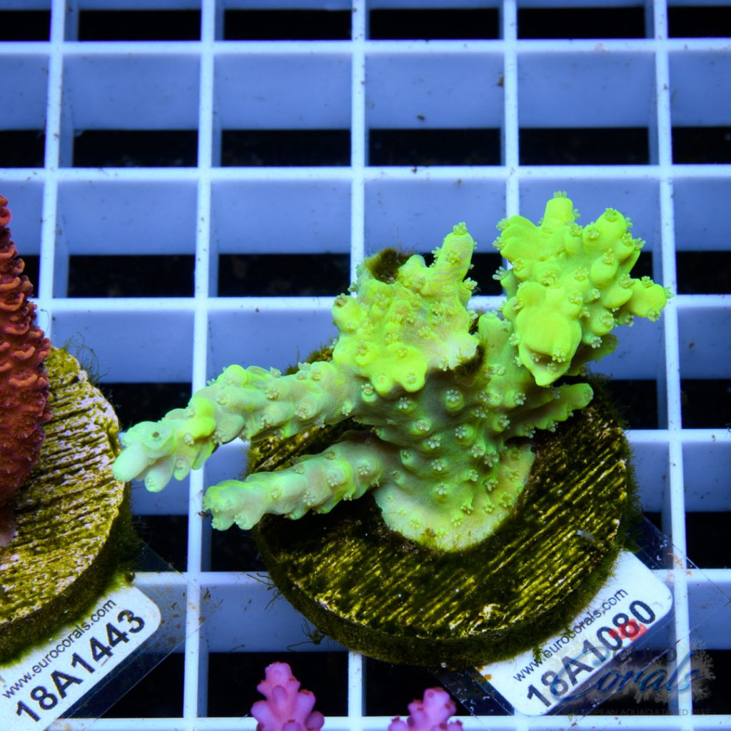 EC DayGlow Acro