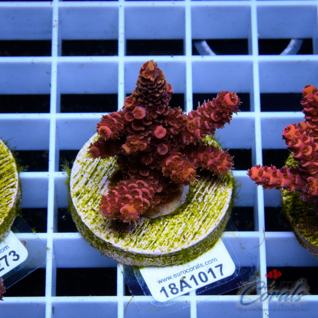EC Blood Red Mille