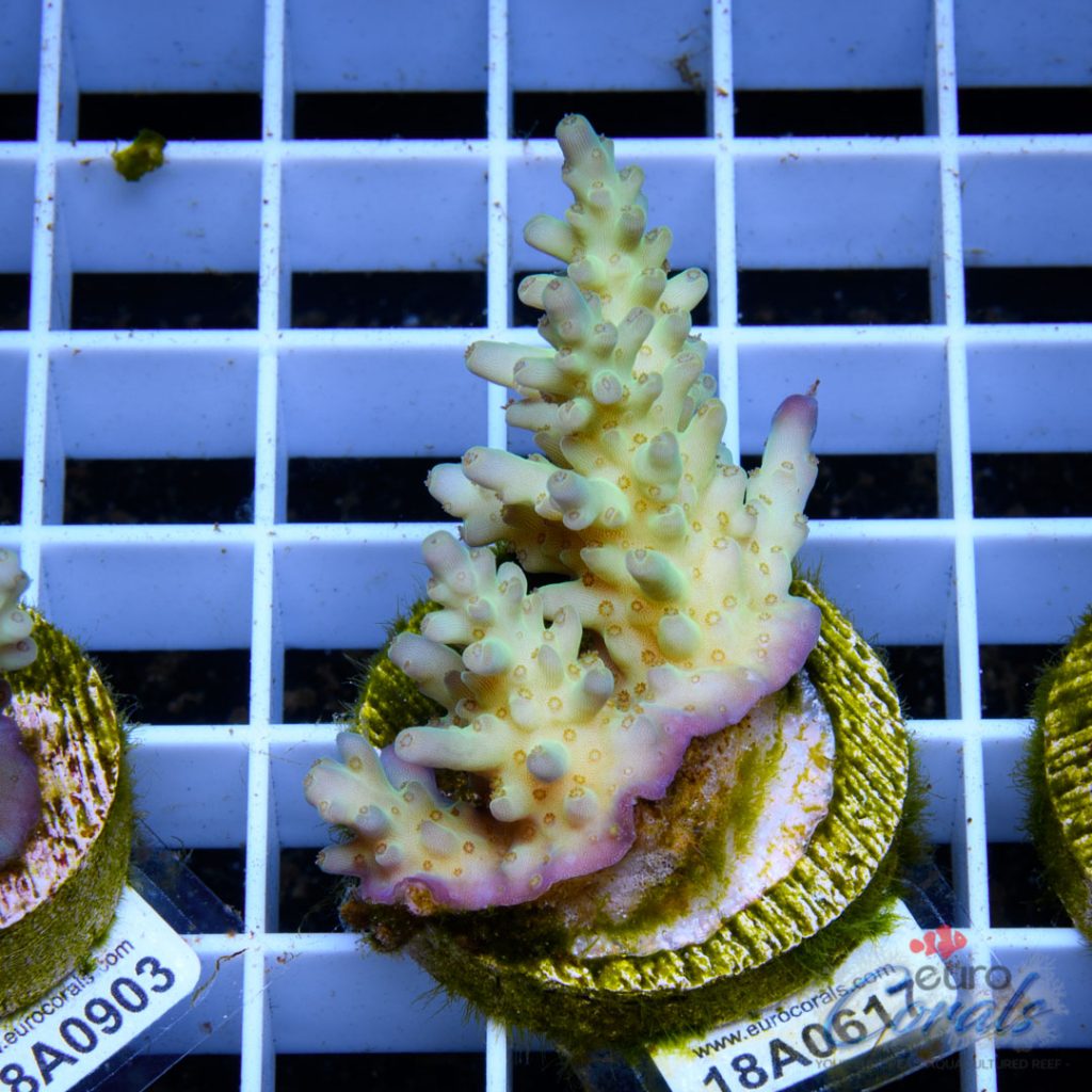 EC Wonderland Acro RARE