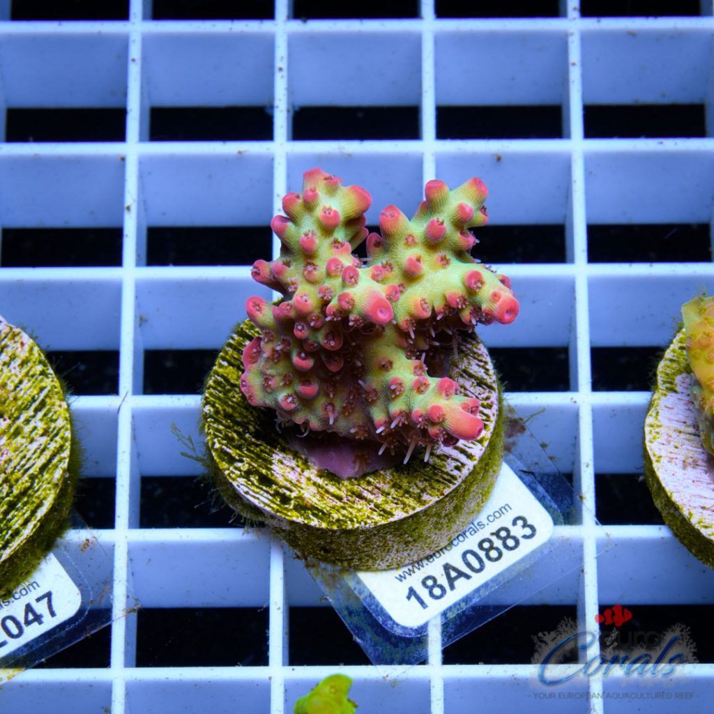 EC Blood Magik Shortcake RARE