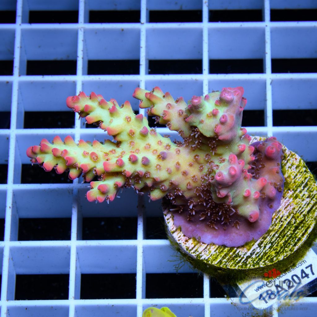 EC Blood Magik Shortcake RARE