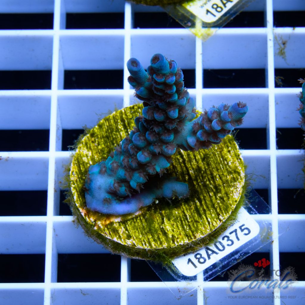 EC Banana-Boy Blue Acro RARE