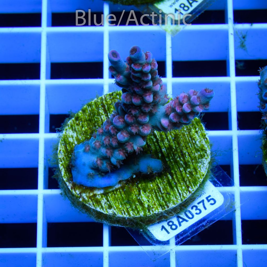 EC Banana-Boy Blue Acro RARE - Image 2
