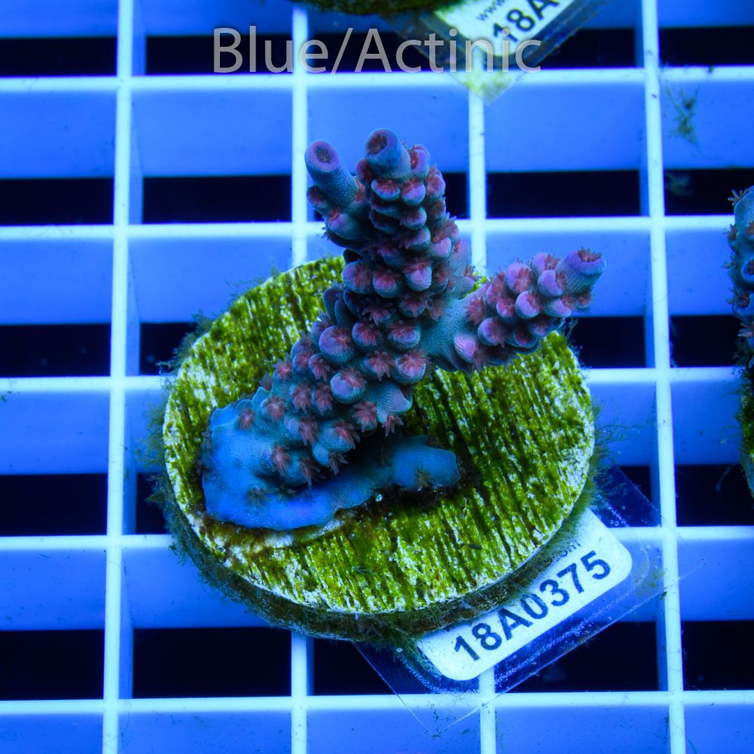 EC Banana-Boy Blue Acro RARE - Imagen 2
