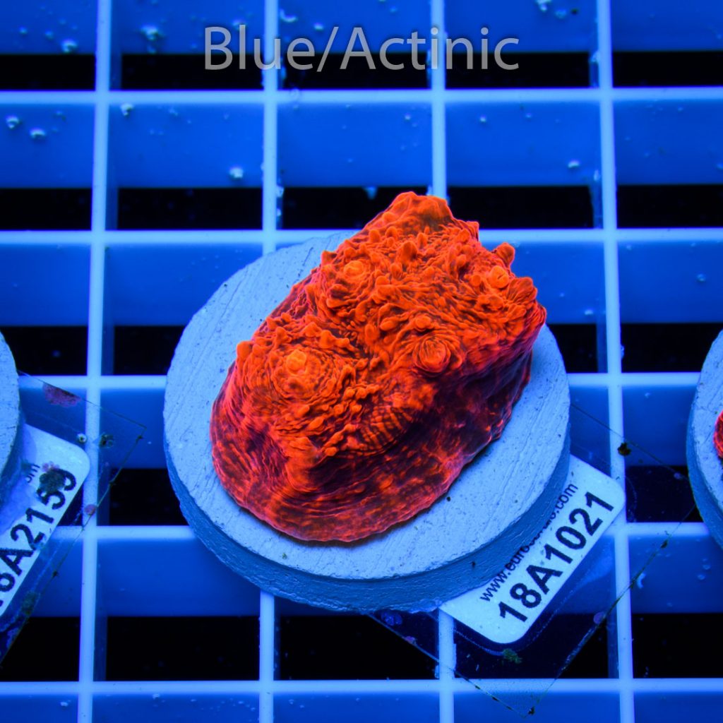 EC Mind Bend Chalice - Image 2