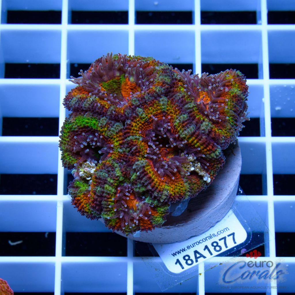 EC Atomic Rainbow Aussie Lord