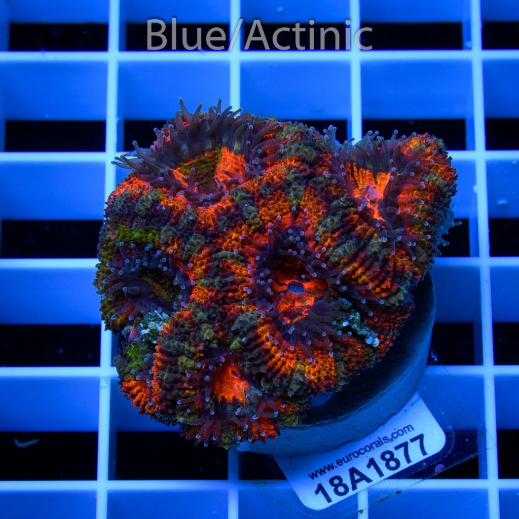 EC Atomic Rainbow Aussie Lord - Image 2