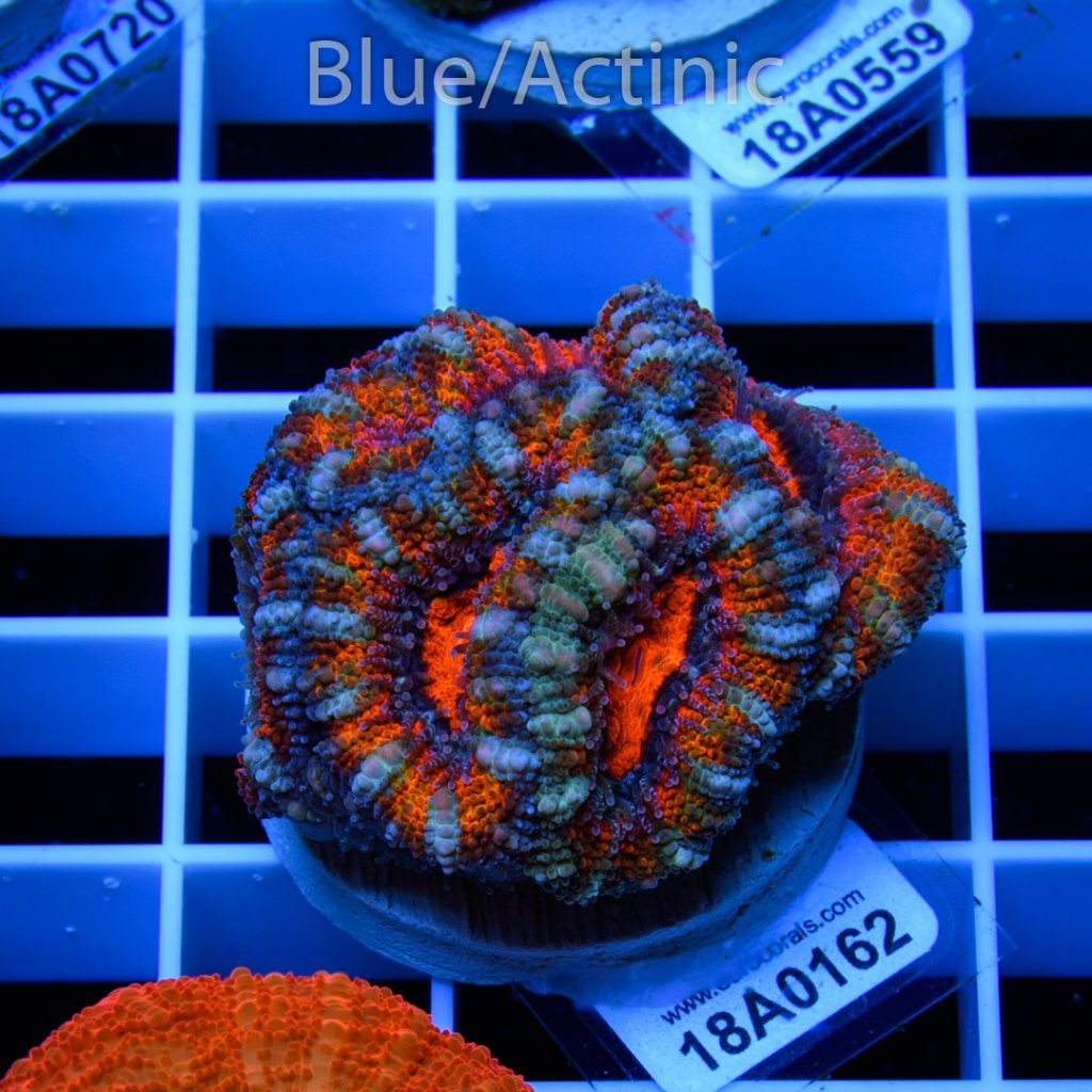 EC Scarlet Fever Aussie Lord - Image 2