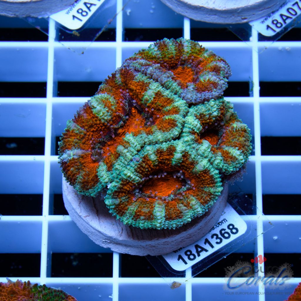 EC Scarlet Fever Aussie Lord