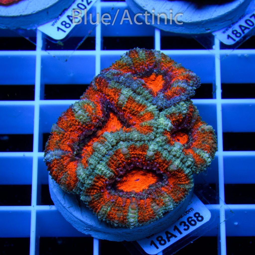 EC Scarlet Fever Aussie Lord - Image 2