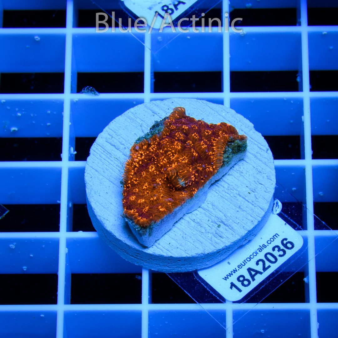 EC Pavona Golden Orange – Bild 2