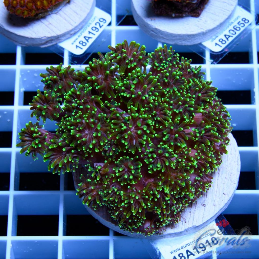EC Green Galaxea
