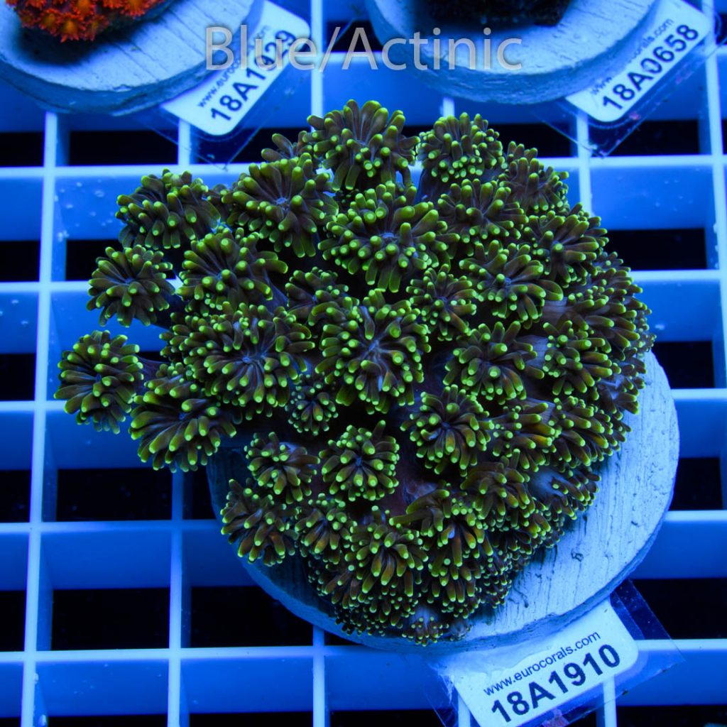EC Green Galaxea - Image 2