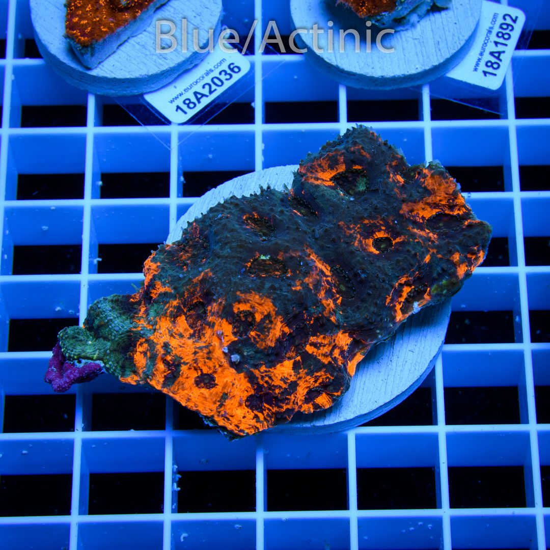 EC Ahhhmazing Echinata – Bild 2