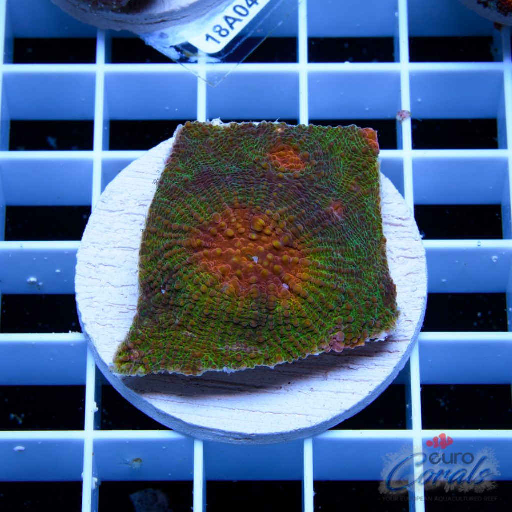 EC Fascination Echinata Orange Eyes