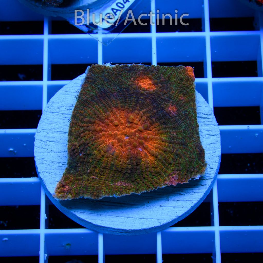 EC Fascination Echinata Orange Eyes - Image 2