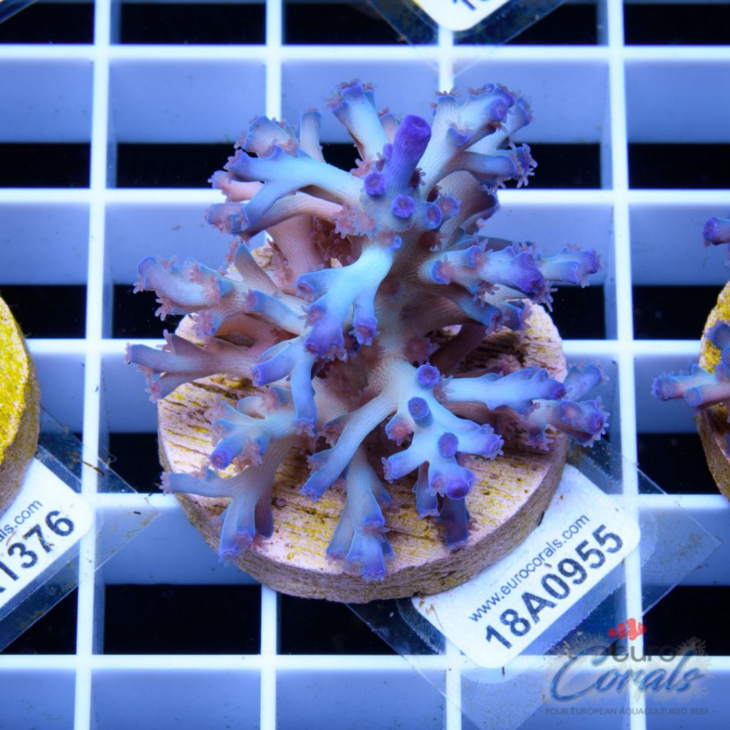EC Icefire Echinata Boosted Blue